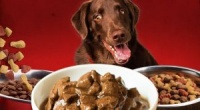 Top 5 Loại Thức ăn cho chó tốt nhất hiện nay 2021